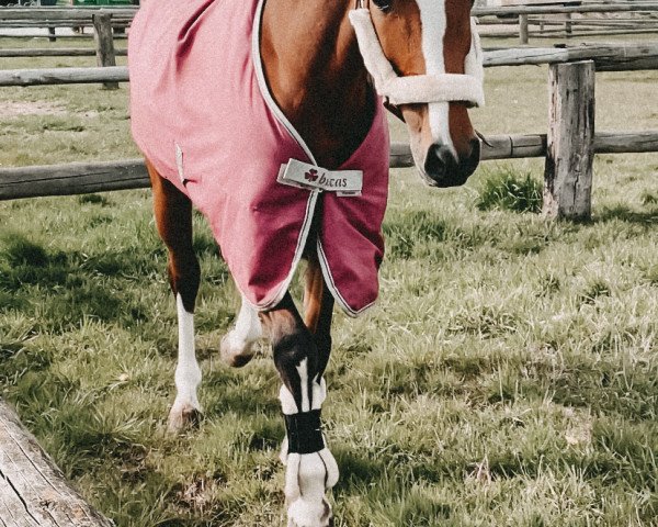 Zuchtstute Zapa's Heart (Koninklijk Warmbloed Paardenstamboek Nederland (KWPN), 2015, von Zapatero VDL)