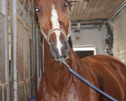 dressage horse Zafir (KWPN (Royal Dutch Sporthorse), 2004)