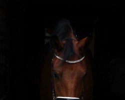 dressage horse Intense Taonga (KWPN (Royal Dutch Sporthorse), 2013, from Vitalis)