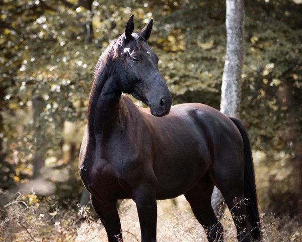 dressage horse Starbucks (German Sport Horse, 2014, from Spooks)