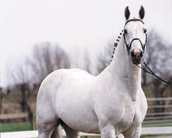 stallion Democraat (KWPN (Royal Dutch Sporthorse), 1985, from Pion)