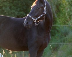 jumper Gaucho 134 (Polish Warmblood, 2009, from Concert 2)