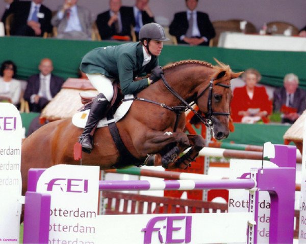 Deckhengst Gelvin Clover (Irish Sport Horse, 1993, von Clover Hill)