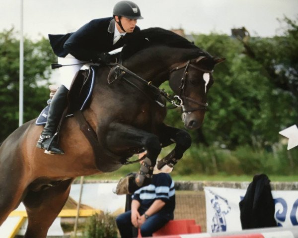 jumper Firavun du Nil (Belgium Sporthorse, 2011, from Arko III)