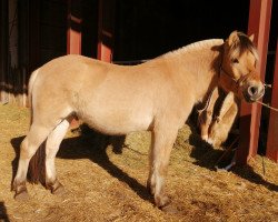 Pferd Imperial d'Ober (Fjordpferd, 2018, von Torsetblakken)