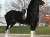 Deckhengst Donegal Dr Pepper (Clydesdale, 2005, von Donegal Midnight Lignite)