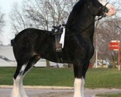 Deckhengst Donegal Dr Pepper (Clydesdale, 2005, von Donegal Midnight Lignite)