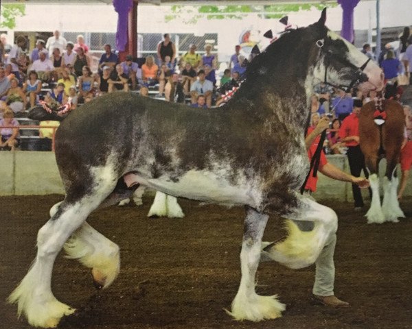 Deckhengst Somewhere Doc's Blackun Decker (Clydesdale, 2010, von Donegal Dr Pepper)