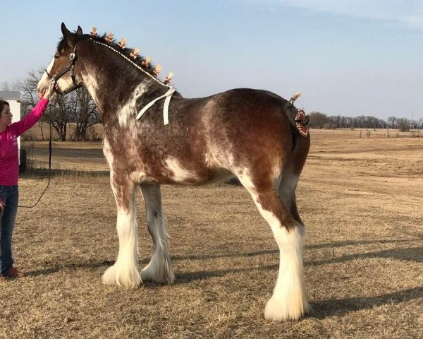 Zuchtstute ALC Abigail's Aria (Clydesdale, 2015, von Somewhere Doc's Blackun Decker)