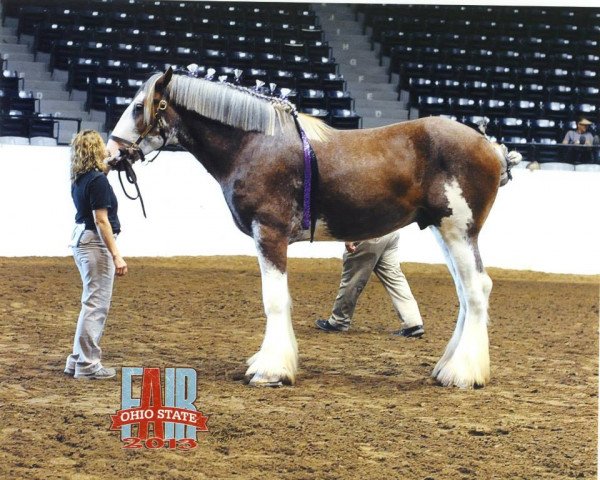 stallion Alamar Wilson (Clydesdale, 2011, from Alamar H.C. Waldo)