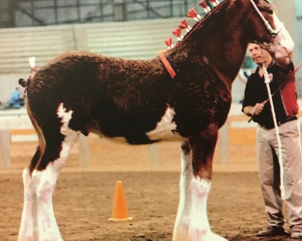 stallion Alamar Turbo (Clydesdale, 2014, from Birky's Pride Preludes Hercules)