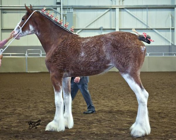 broodmare Alamar Tina (Clydesdale, 2014, from Birky's Pride Preludes Hercules)