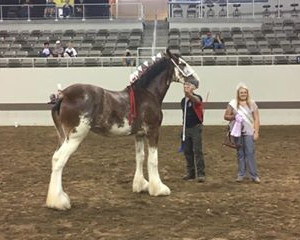 Zuchtstute Alamar Savannah (Clydesdale, 2015, von Birky's Pride Preludes Hercules)