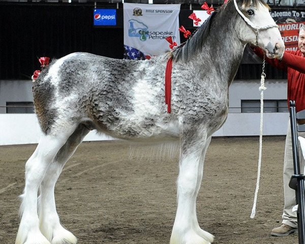 Deckhengst Alamar HR Spud (Clydesdale, 2018, von Hatfield Remington)