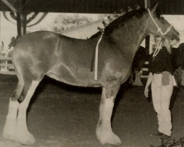 Zuchtstute Pine Lake Janie (Clydesdale, 1992, von Dakota Sheyenne)