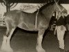 broodmare Pine Lake Janie (Clydesdale, 1992, from Dakota Sheyenne)