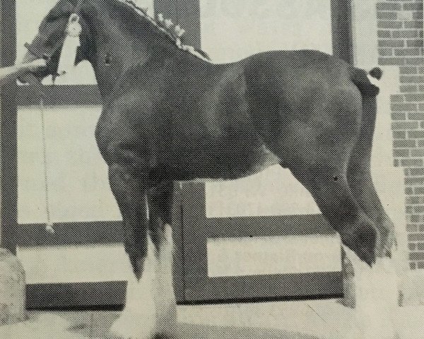 Deckhengst Jonesway Reflection (Clydesdale, 1985, von Bardrill Prince of Wales)