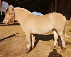 Pferd Inedet d'Ober (Fjordpferd, 2018, von Dylix)