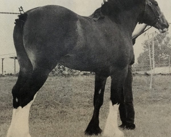 Deckhengst Belleau Mcdougel (Clydesdale, 1989, von Jonesway Reflection)