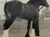 Deckhengst Belleau Mcdougel (Clydesdale, 1989, von Jonesway Reflection)