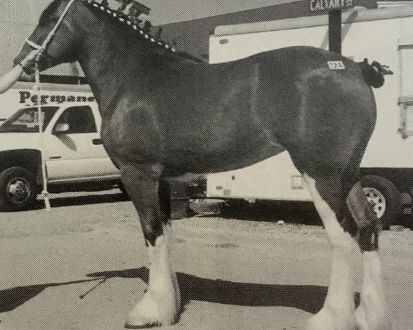 broodmare Iron Horse Katherine (Clydesdale, 2001, from Belleau Mcdougel)