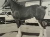 broodmare Iron Horse Katherine (Clydesdale, 2001, from Belleau Mcdougel)