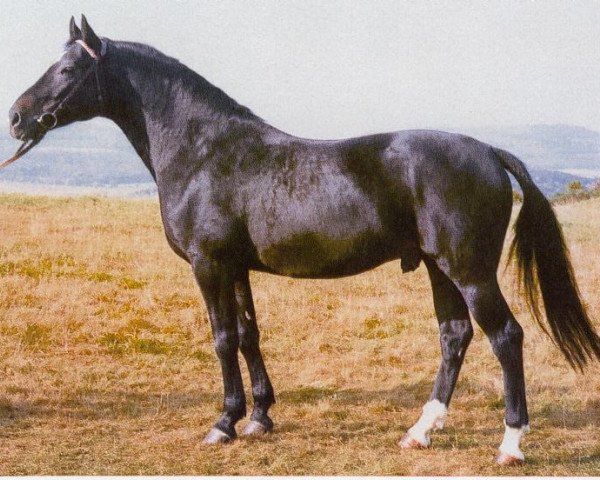 stallion Wolkentraum (Hanoverian, 1976, from Wotan)