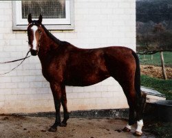 Zuchtstute Afra (Hessisches Warmblut, 1976, von Adlersturm)