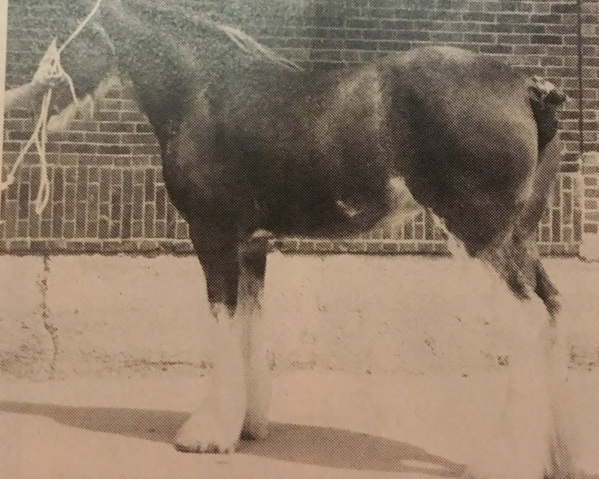 Zuchtstute Barlauchlan Lady Margo (Clydesdale, 1986, von Doura Latest Fashion)