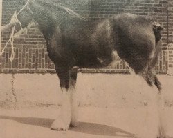 broodmare Barlauchlan Lady Margo (Clydesdale, 1986, from Doura Latest Fashion)