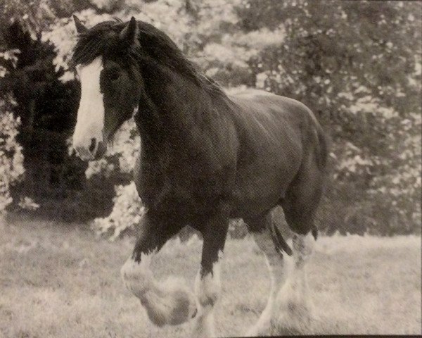 Deckhengst Thistle Ridge Argyll Enhancer (Clydesdale, 1994, von Commander Mark Argyll)