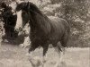 stallion Thistle Ridge Argyll Enhancer (Clydesdale, 1994, from Commander Mark Argyll)