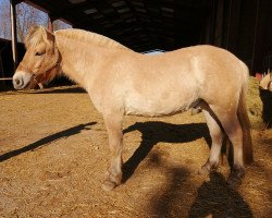 horse Jupiter d'Ober (Fjord Horse, 2019, from Torsetblakken)