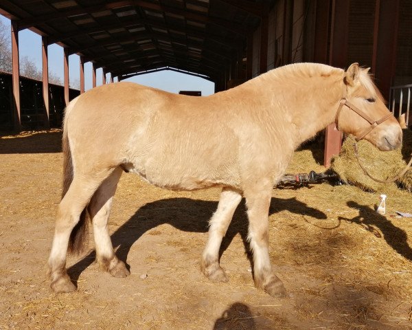 Pferd Illiano d'Ober (Fjordpferd, 2018, von Dylix)