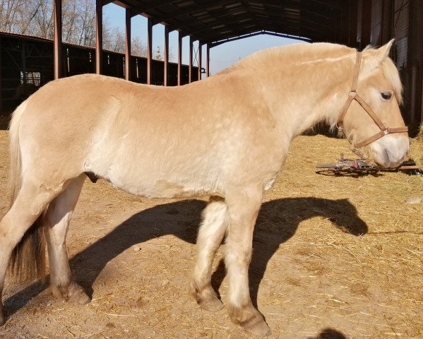 Pferd Jumper d'Ober (Fjordpferd, 2019, von Fjellkaisar)