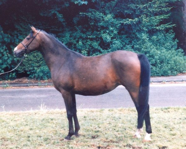 broodmare Jarmila 1985 ShA (Shagya Arabian, 1985, from Balaton ShA)