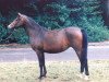 broodmare Jarmila 1985 ShA (Shagya Arabian, 1985, from Balaton ShA)