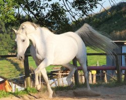 broodmare Josheba (Shagya Arabian, 1995, from Paris 1985 ShA)