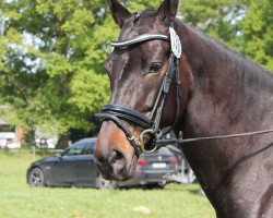 broodmare Vinaya (Oldenburg, 2011, from Detroit)