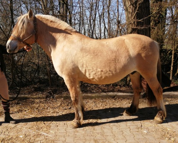 broodmare Ulloa d'Ober (Fjord Horse, 2008, from Merlin)