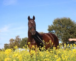 horse Sir Archie 3 (Hanoverian, 1994, from Sao Paulo)