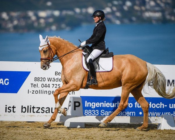 Dressurpferd Queen of Gold (Deutsches Sportpferd, 2014, von DSP Quasi Gold Md)