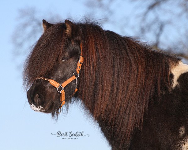 Pferd Likedeelers Gerrie Potter (Shetland Pony, 2017, von Likedeelers Gajus)