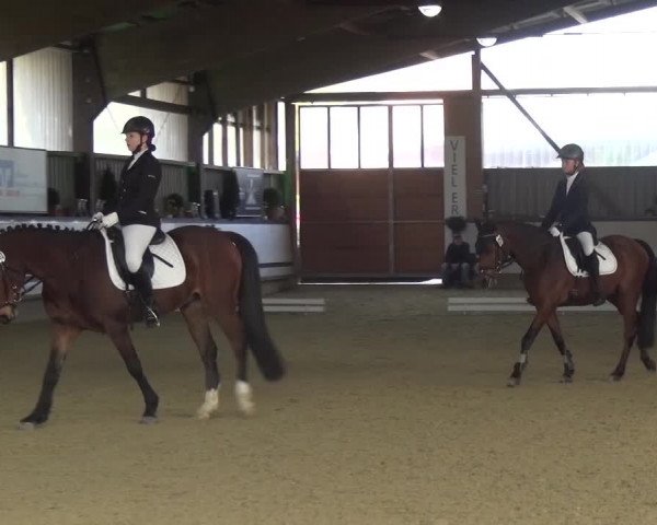 Reitturnier Lindlar-Süttenbach 2017
