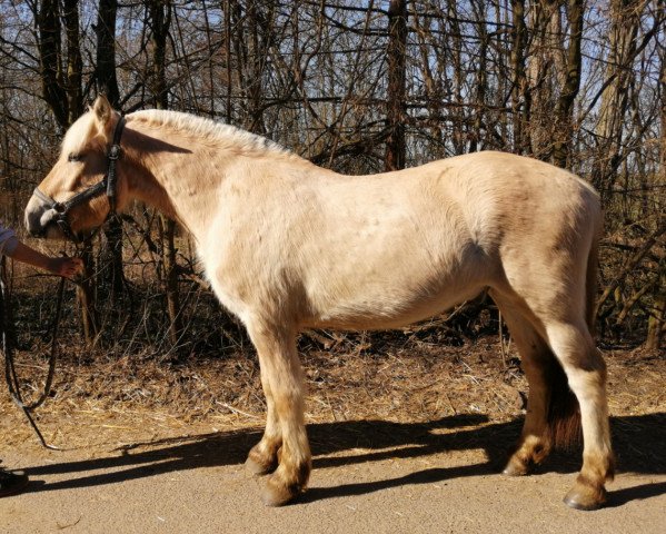 horse Illustre d'Ober (Fjord Horse, 2018, from Torsetblakken)