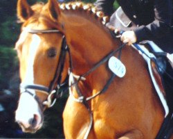 horse Darling 231 (Westphalian, 1999, from Dinard L)