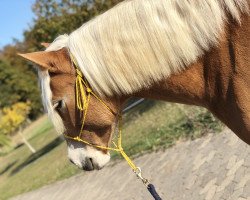 broodmare Lavina van de Haflingerhoeve (Haflinger, 2011, from Winser)