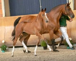 dressage horse Farbenreich (Hanoverian, 2018, from Farbenspiel)