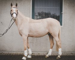 dressage horse Brantops Chameur (German Riding Pony, 2007, from Cassini)