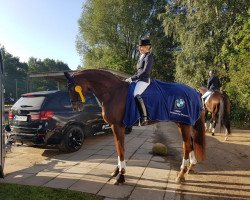 dressage horse Renaissance 86 (Westphalian, 2001, from Regazzoni)